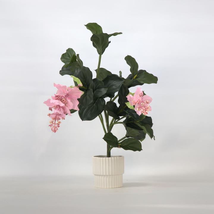 Immagine prodotto Plant in a Box Medinilla - (85 cm)