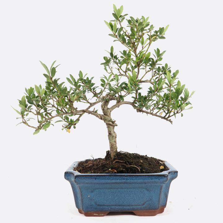 Bonsai.ch Ilex crenata Japanische Stechpalme - kaufen bei Galaxus - Galaxus