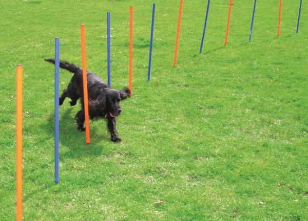 Image du produit Pawise Agility 12pcs Poles - (636.9000)