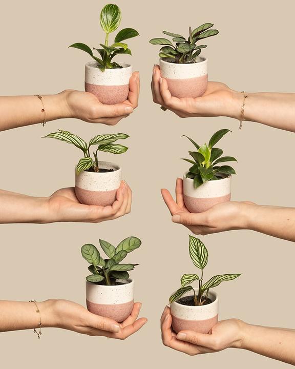 Actual product image feey Babypflanzen fürs Badezimmer (6er Set) (5 cm)