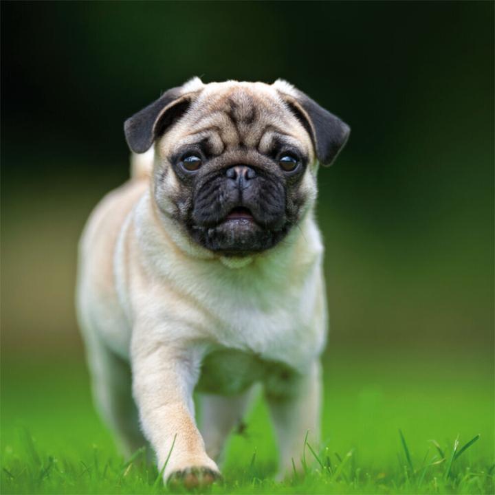 Produktbild Möpse 2023