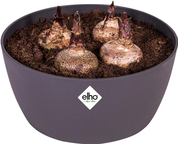 Actual product image Elho Brussels Bowl (22.90 cm)