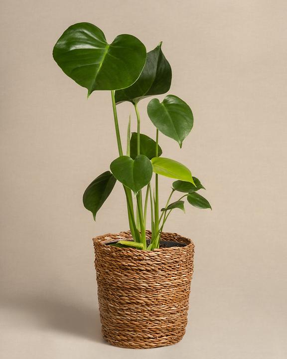 Image du produit feey Monstera (40 cm, Fraîchement rempotés)