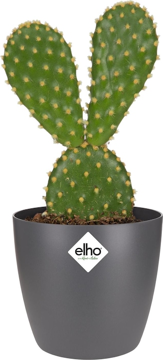 Produktbild Elho Brussels (6.70 cm)