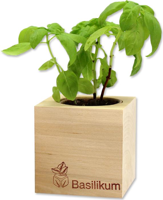 Actual product image Feel Green Ecocube (Herb seeds)