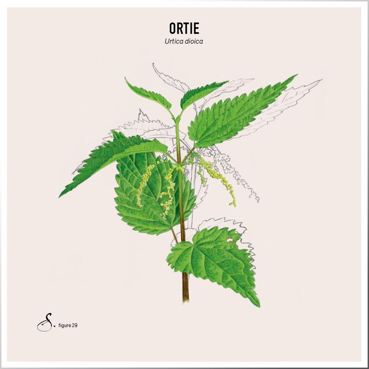 Immagine prodotto Sekoya Ortica e bambù | Rafforza capelli e unghie (90 pz.)