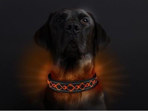 Produktbild Animal Light Leucht-Hundehalsband Beauty (S, Hund, Allgemein)