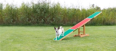 Trixie Agility