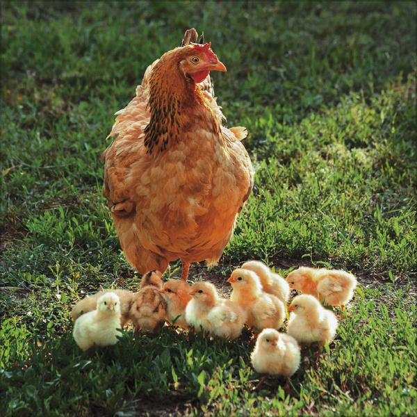 Produktbild Hhner 2026 (30 x 30 cm)