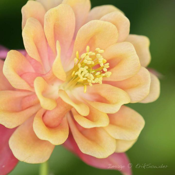 Immagine prodotto Nissin Digital MF 18 Sony E (Macroflash, Sony)