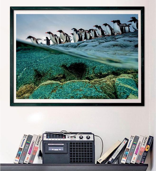 Image du produit Clementoni Puzzle National Geographics - Pingouin, 1000 pièces. (1000 pièces)