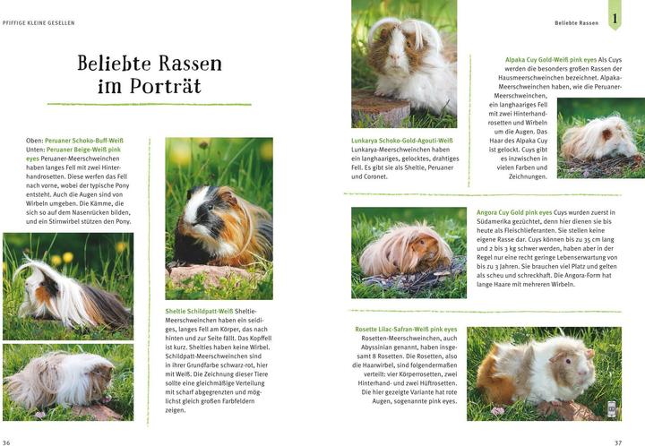 Actual product image Neugierige Meerschweinchen - So fühlen sie sich wohl (German, Immanuel Birmelin, 2015)