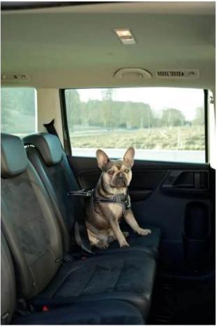 Produktbild Kerbl Autosicherheitsgeschirr (Hund, Faltbar, Sicherheitsverschluss)