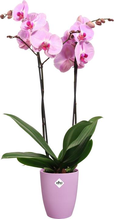 Produktbild Elho Brussels Orchidee Hoch (13 cm)
