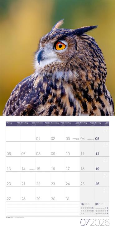 Produktbild Eulen Kalender 2026 - 30x30 (30 x 30 cm, Harter Einband, Deutsch, Französisch, Englisch)