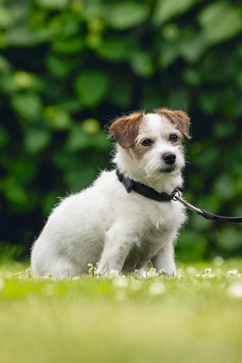 Produktbild Beeztees BZ BALACRON LEINE AX BRN 100X1 (100, Hund, Hundesport)