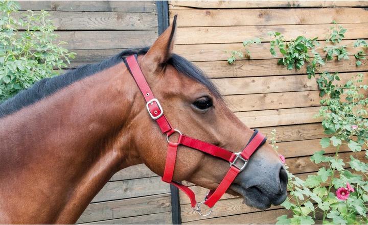 Immagine prodotto TdeT Capestro per cavallo satinato foderato con corda rotonda