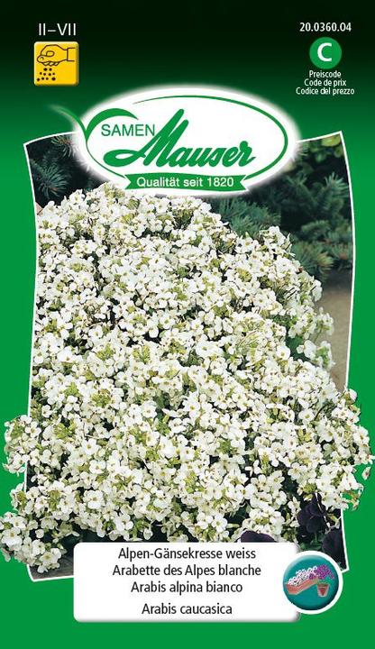Image du produit Samen Mauser Gänsekresse (Graines de fleurs)