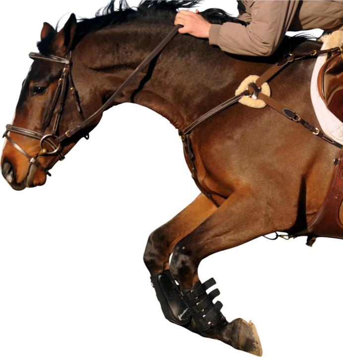 Image du produit - Martingale pour chevaux VALENCIA