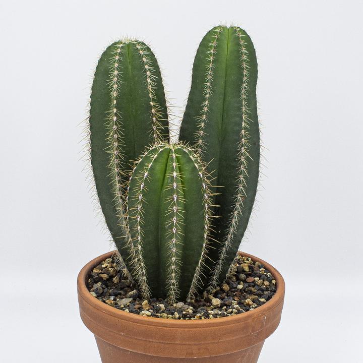 kette monstera blatt Kette Edelstahl Monstera Palme Blatt Anhänger silbern – Juvelato main image 0