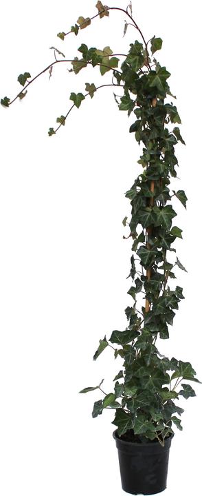 ficus geigenfeige Ficus Lyrata Geigenfeige Künstlich - Künstliche Pflanzen