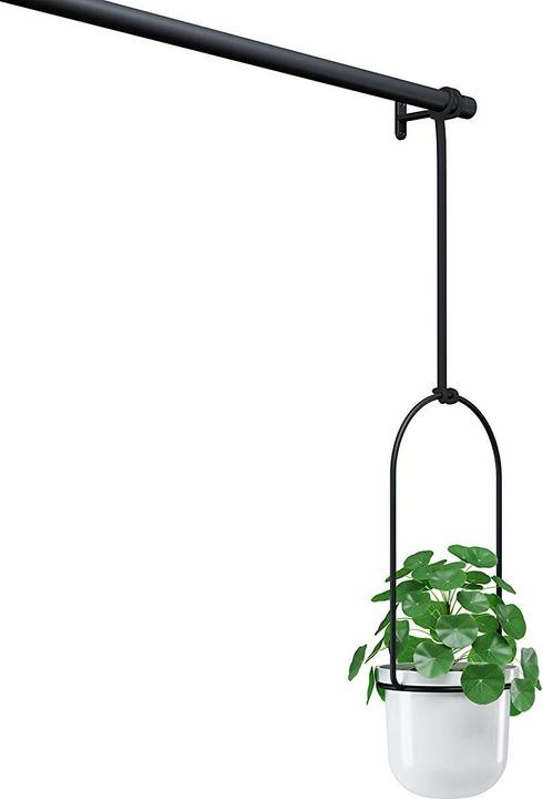 Produktbild Umbra Triflora (15 cm)