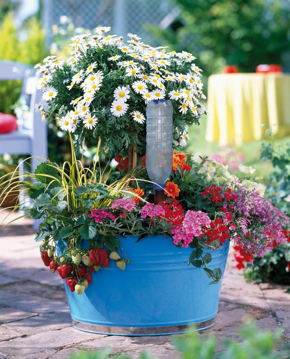 Actual product image Blumat Bottle adapter with clay cone (Clay cone)