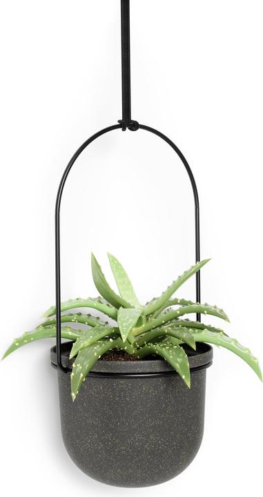 Produktbild Umbra Triflora (15 x 95 cm)