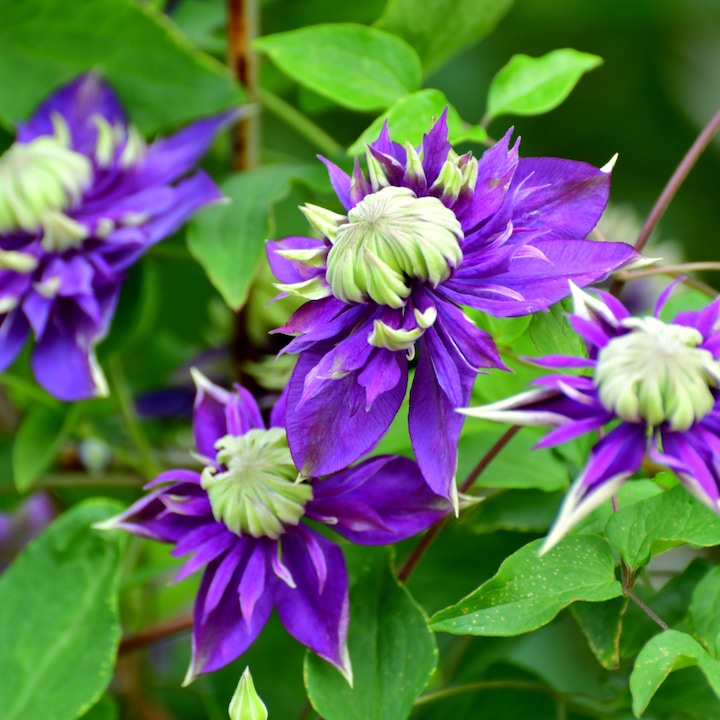 Produktbild Plant in a Box Clematis hybrid taiga - 2er Set Klematis (25 cm)