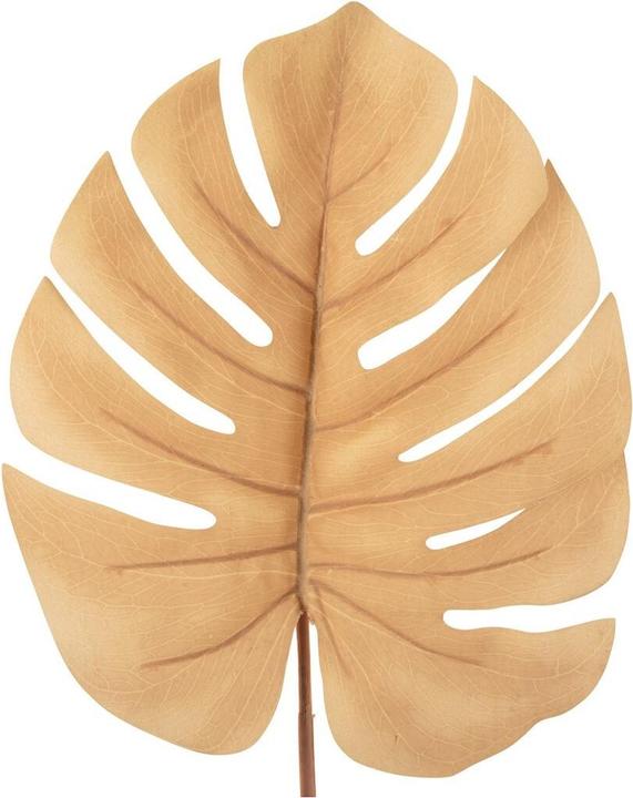 Actual product image present time Monstera Stem (61 cm)