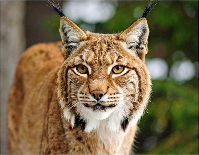 Produktbild Wandbild24.ch Wandbild Luchs 2 (60 x 45 cm)