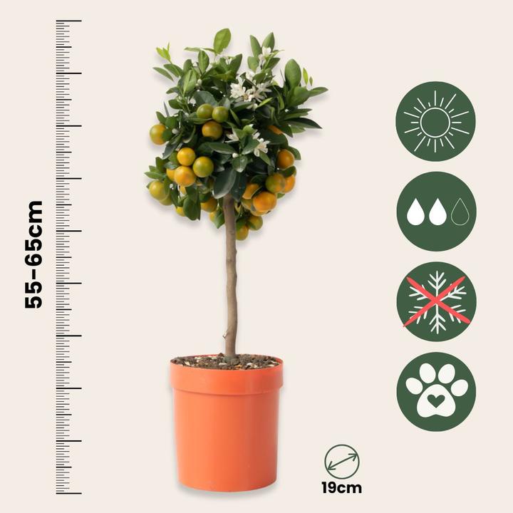 Actual product image Plant in a Box Citrus Mitis Calamondin - Orange tree (55 cm)