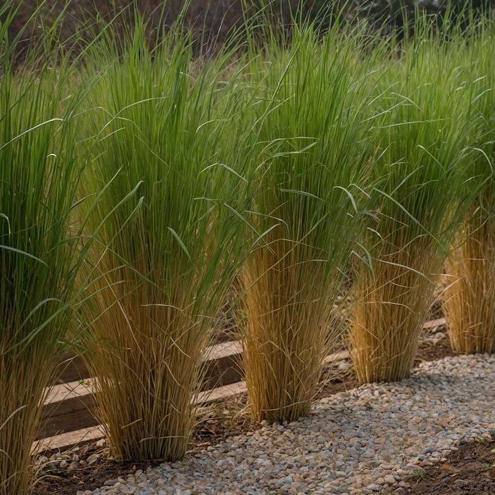 Produktbild Plant in a Box Panicum virgatum 'Northwind' - 2er Set Schmiele (40 cm)