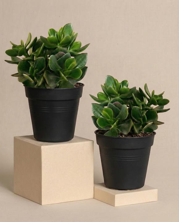 Produktbild feey Geldbaum Duo (15 cm, Frisch umgetopft)