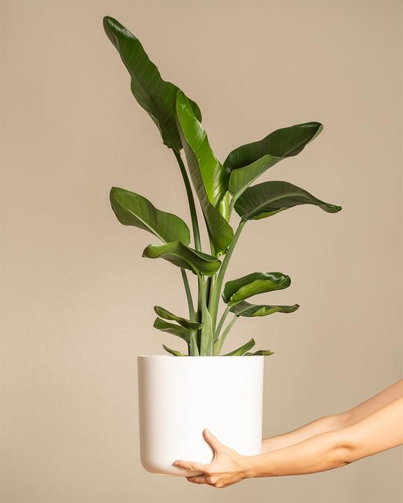 Produktbild feey Strelitzie XL (90 cm, Frisch umgetopft)