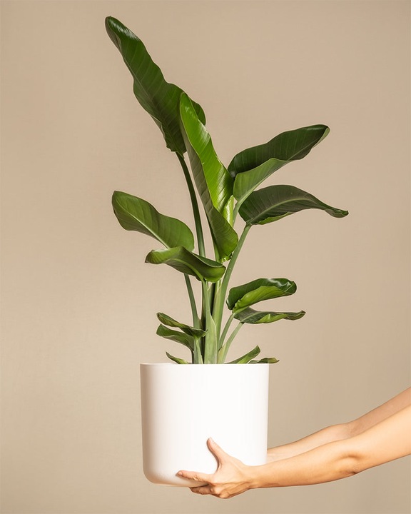 Image du produit feey Strelitzie XL (110 cm, Fraîchement rempotés)
