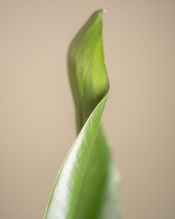 Image du produit feey Strelitzie XL (110 cm, Fraîchement rempotés)