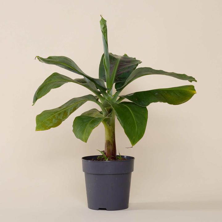 white fusion calathea Calathea ' White Fusion ' main image 0