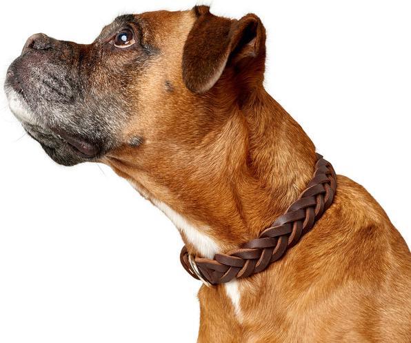 Hunter Halsband Solid Education Special