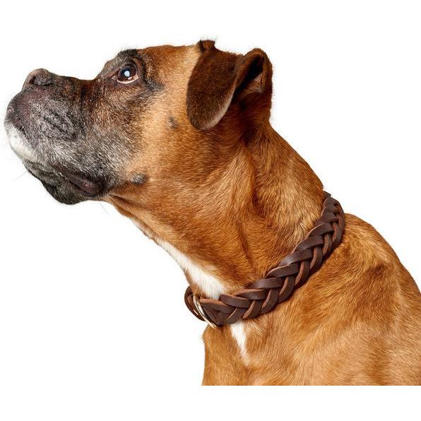 Hunter Halsband Solid Education Special (35, 36, 37, 38, 39, 40, 41, 42, 43, 44, Hund), Halsband + Leine