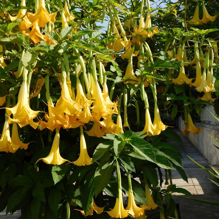 Produktbild Plant in a Box Brugmansia versicolor, sanguinea, suaveolens - 3er Set Engelstrompete (25 cm)