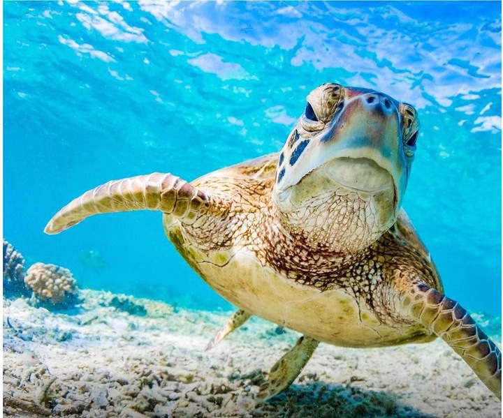 Produktbild PolarPro DiveMaster Für GoPro Hero 8 (Hero 8)