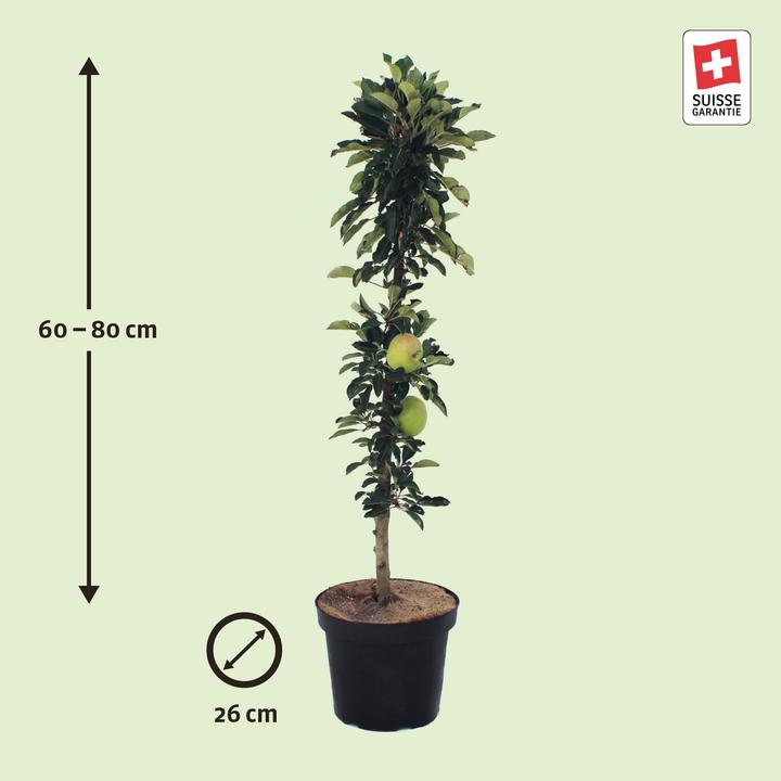 Immagine prodotto Zulauf Säulen-Apfel / Malus (SÄU) Rumba (100 cm)