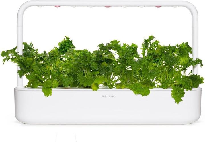 Actual product image Click and Grow Seeds Wasabi Mustard 3-Pack (Herb seeds)