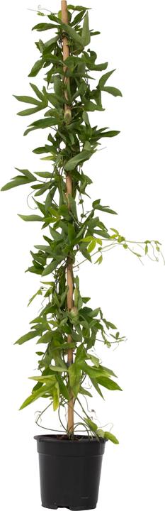 Image du produit Plant in a Box Passiflora x violacea 'Victoria' - Passiflore (110 cm)