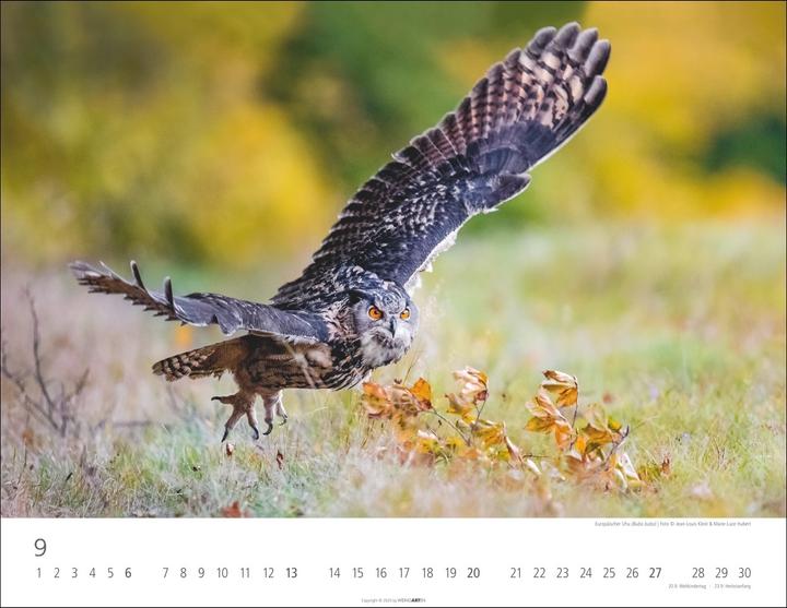 Produktbild Eulen Kalender 2026 (44 x 34 cm)