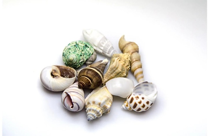 Produktbild Hobby Aquariumdekoration Schneckenhäuser Sea Shells Set M 10 Stück (sonstige Gegenstände)