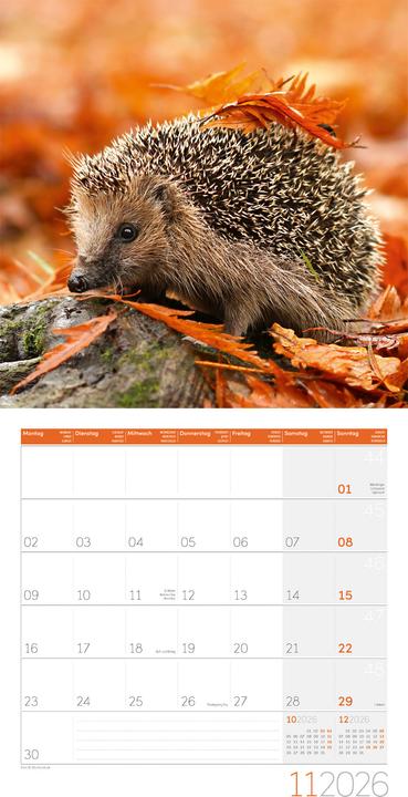 Produktbild Igel Kalender 2026 - 30x30