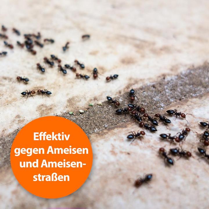 Image du produit Ardap Spray anti-fourmis Zerst. (500 ml)