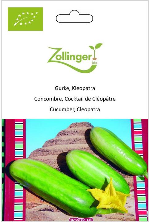Actual product image Zollinger Bio Cucumber, Cleopatra (Vegetable seeds)